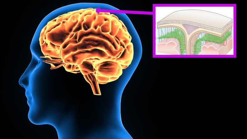 Nowa warstwa w naszym mózgu? Odkrycie może zrewolucjonizować medycynę